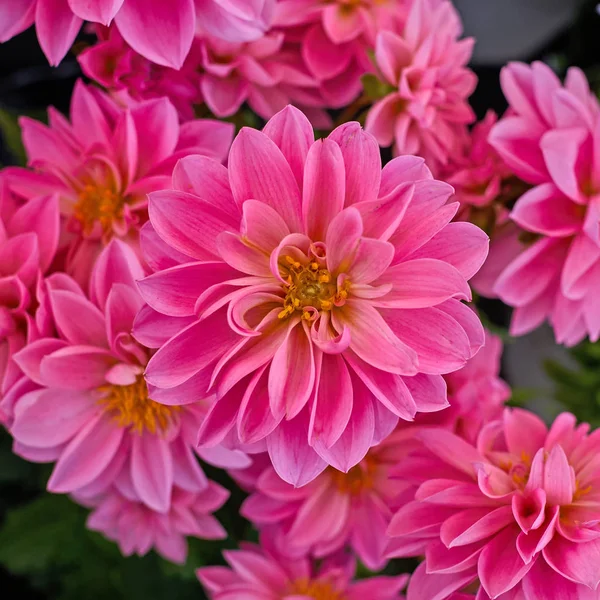 Flores de dalia rosa primer plano en el jardín —  Fotos de Stock