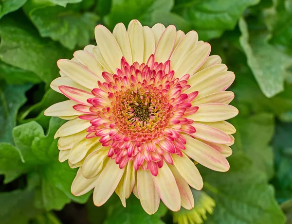 Pale yellow and red Gerber daisy — Stock Photo, Image