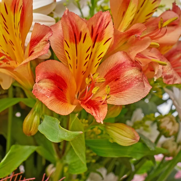 Kwiaty pomarańczowe frezja — Zdjęcie stockowe