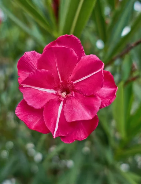 Flor de adelfa roja primer plano — Foto de Stock