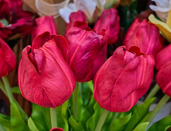 Vermelho falso tulipa flores — Fotografia de Stock