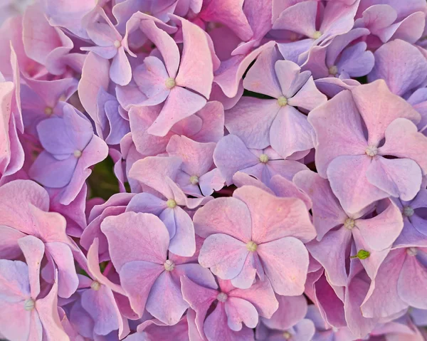 Pembe HORTENSIA çiçek portre — Stok fotoğraf
