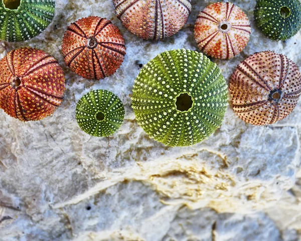 Sea urchins and seashells on white wet rock — Stock Photo, Image