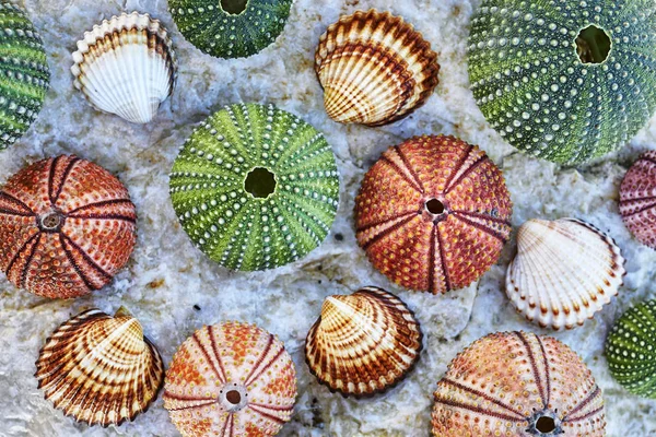 Sea urchins and seashells on white wet rock — Stock Photo, Image