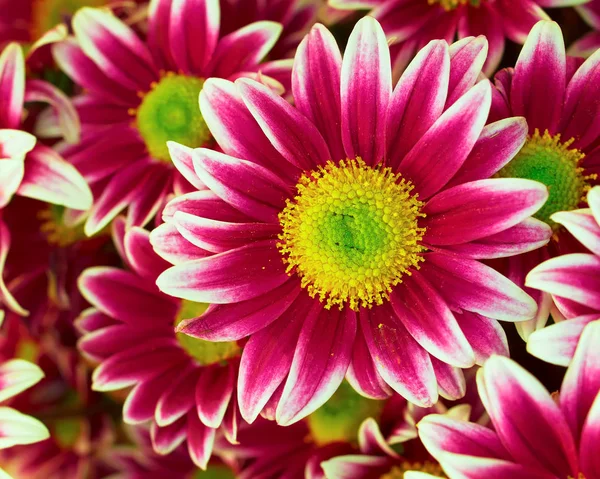 Violet- white chrysanthemum closeup — Stock Photo, Image