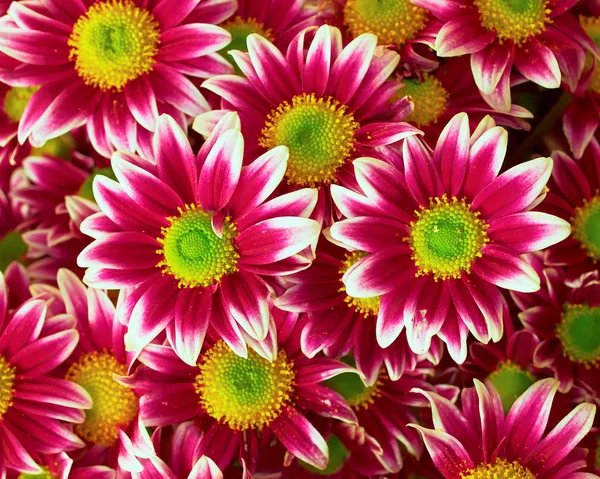 Violet- white chrysanthemums closeup — Stock Photo, Image