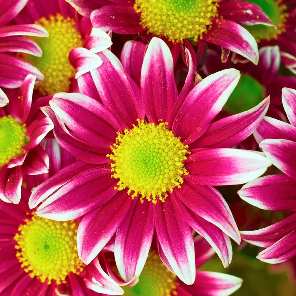 Violet-vit crysanthemum, naturlig bakgrund — Stockfoto