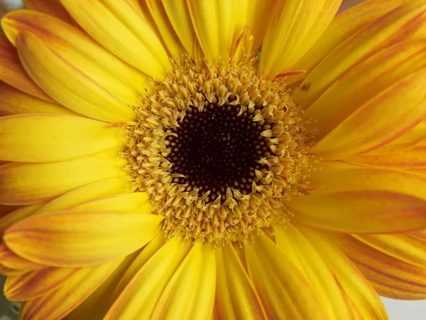 Yellow gerber daisy closeup — Stock Photo, Image