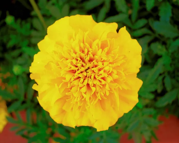Μία κίτρινη marigold λουλούδι — Φωτογραφία Αρχείου
