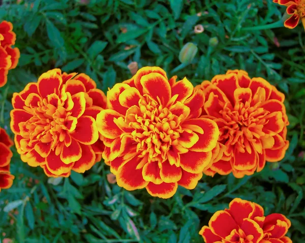Three orange marigold flowers — Stock Photo, Image