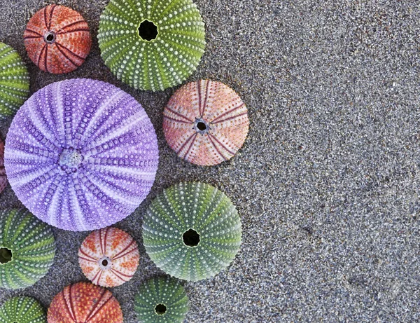 Colorful sea urchins on wet sand beach — Stock Photo, Image