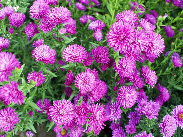 Flores de crisântemo violeta "aster" — Fotografia de Stock