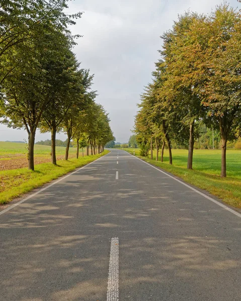 Route perspective centrale avec arbres — Photo