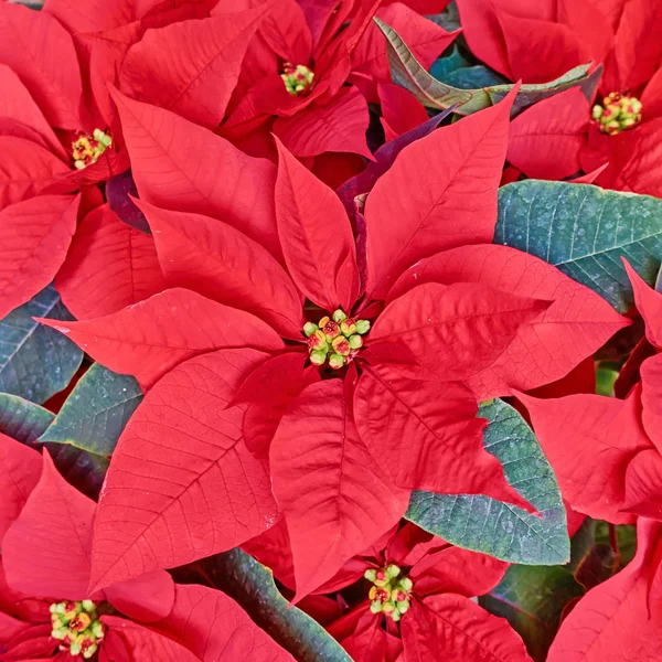 Christmas flowers  background — Stock Photo, Image