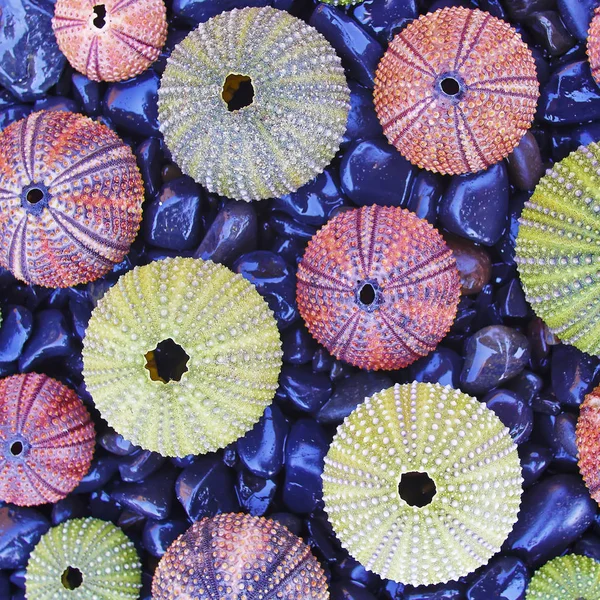 Oursins colorés sur la plage de galets noirs — Photo