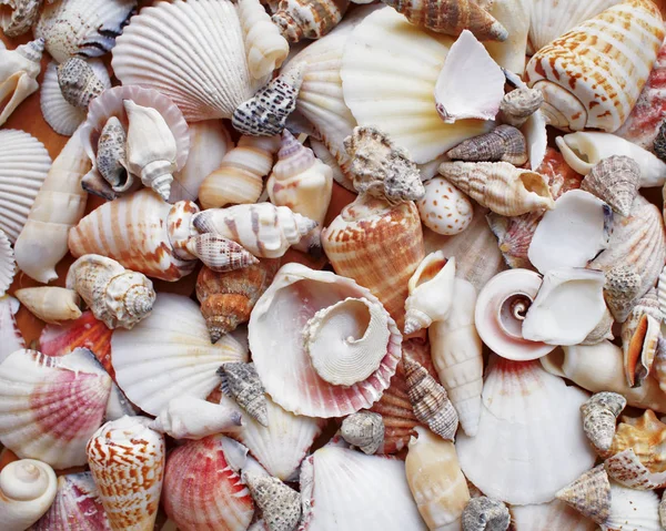 Sea shells and clams closeup — Stock Photo, Image