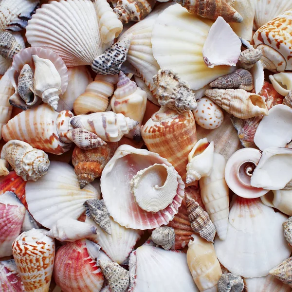 Sea shells and clams closeup — Stock Photo, Image