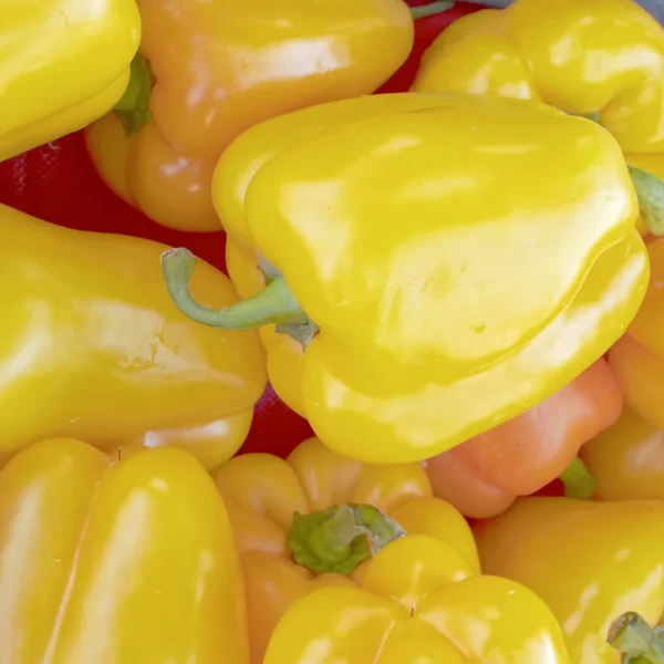Yellow organic peppers — Stock Photo, Image