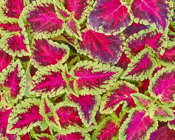 锦紫苏丰富多彩的红色和绿色的树叶 — 图库照片