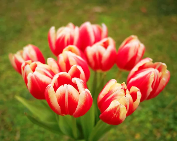 Kytice červené bílé tulipány — Stock fotografie