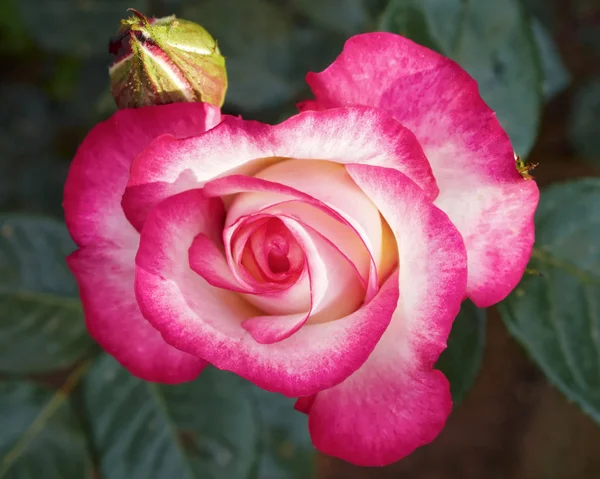 ピンクの白バラの花クローズ アップ — ストック写真