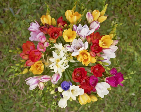 Bunte Freesia Blumen Strauß Draufsicht Natürlicher Hintergrund — Stockfoto
