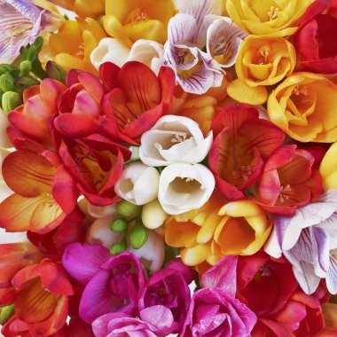 colorful freesia flowers bunch top view, natural background clipart