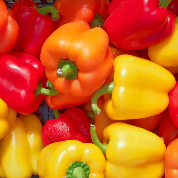 Colorful Bell Peppers Natural Background — Stock Photo, Image