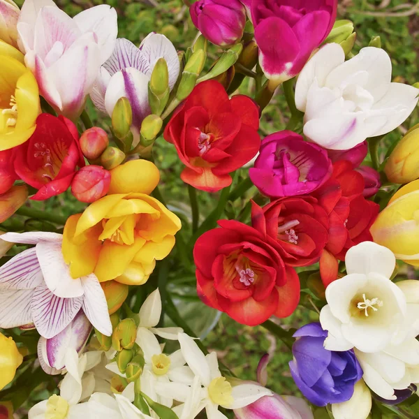 Красочные Цветы Freesia Кучу Вид Сверху Природный Фон — стоковое фото