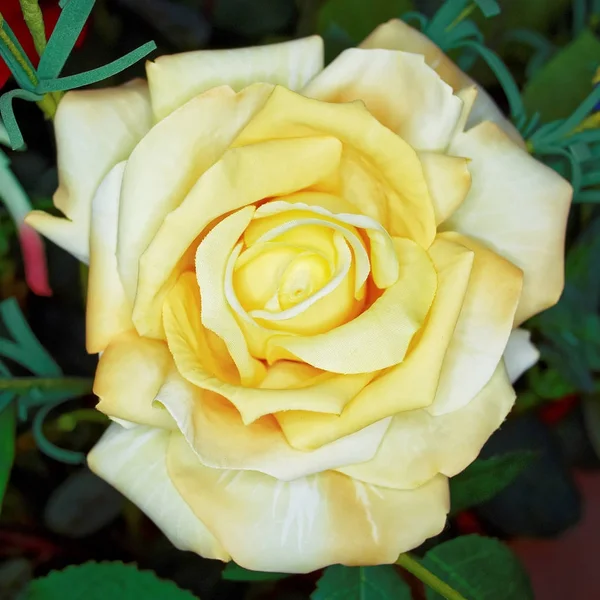 Pallido Giallo Falso Fiore Rosa Sfondo Floreale — Foto Stock