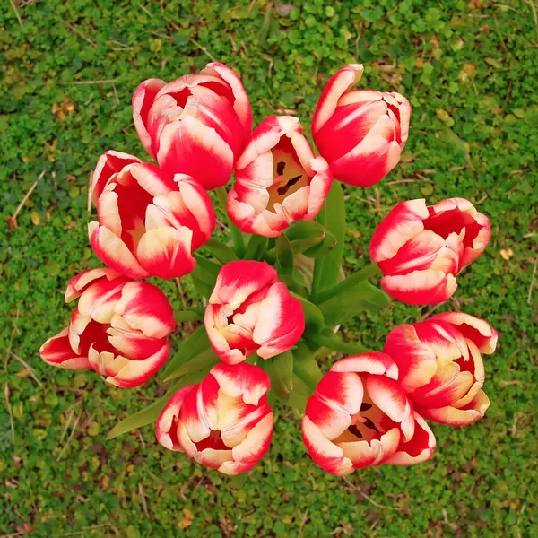 Bouquet Tulipes Blanches Rouges Sur Herbe Verte — Photo