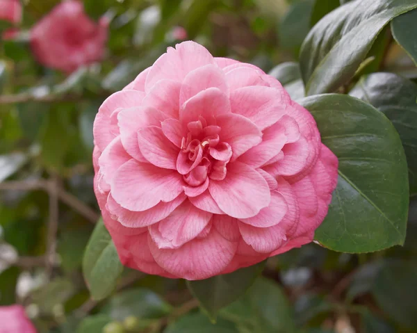 Einzelne Rosa Kamelie Garten — Stockfoto