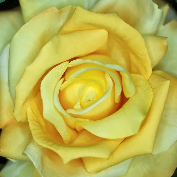 Rosa Falsa Amarillo Vibrante Primer Plano Fondo Floral —  Fotos de Stock