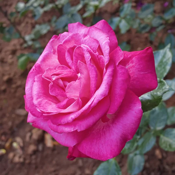 Rose Rose Gros Plan Dans Les Jardins — Photo