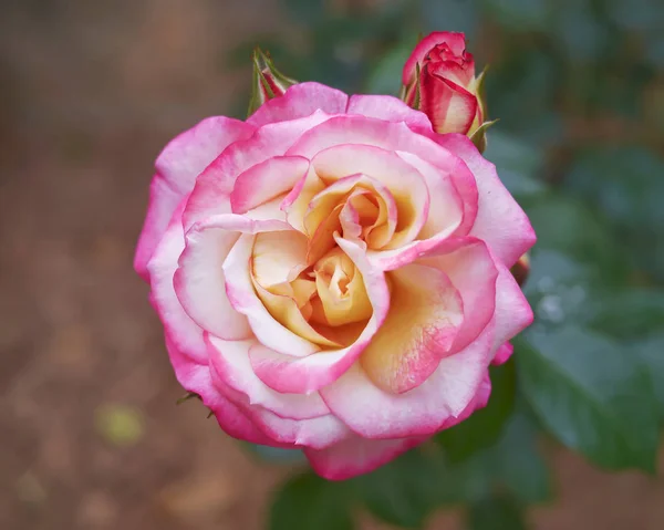 Růžové Růže Pohled Shora Closeup Zahradách — Stock fotografie