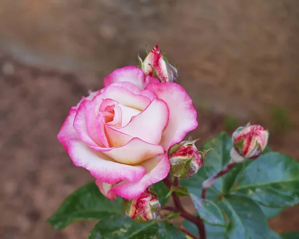 Rosa Rosa Primer Plano Los Jardines —  Fotos de Stock