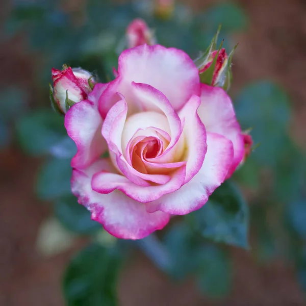 Rosa Rosa Rosa Vista Superior Closeup Nos Jardins — Fotografia de Stock