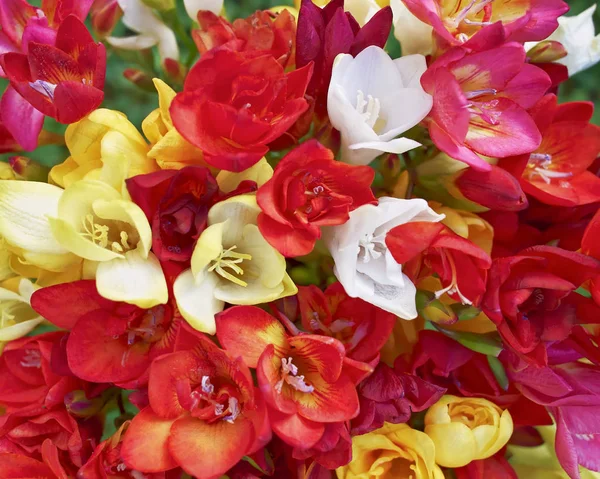 Rote Und Gelbe Freesia Blüten Natürlicher Hintergrund — Stockfoto