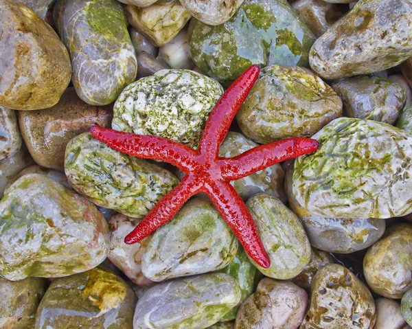 Red Sea Star Colorful Pebbles Beach Closeup — Stock Photo, Image