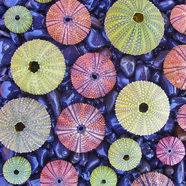 Värikkäitä Merisiiliä Mustilla Pikkukivillä Rannalla Luonnollinen Tausta — kuvapankkivalokuva