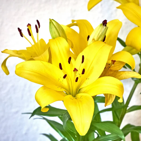 Yellow Lilium Flowers White Wall Background — Stock Photo, Image