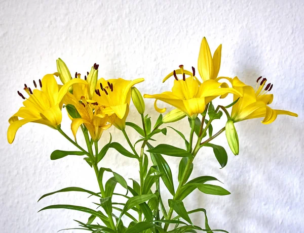 Yellow Lilium Flowers White Wall Background — Stock Photo, Image