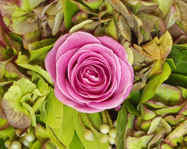Rose Rose Coloré Sur Fond Feuillage Vert — Photo