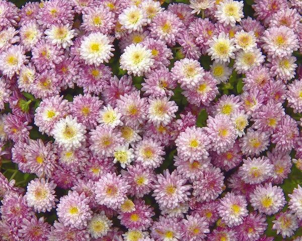 Pale Pink Crysanthemmums Closeup Natural Background — Stock Photo, Image