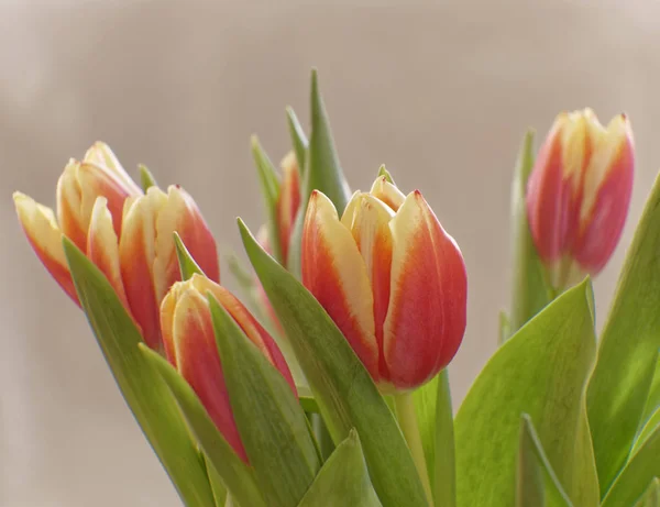 Tulipanes Rojos Amarillos Sobre Fondo Beige Bajo Luz Natural — Foto de Stock