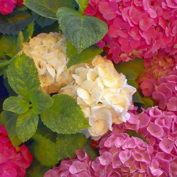 Branco Violeta Coloridos Buquês Naturais Flores Hortensia Jardim — Fotografia de Stock