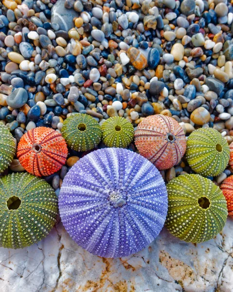 Kuvvetli Renkli Deniz Kestanesi Kabukları Üst Görünüm — Stok fotoğraf