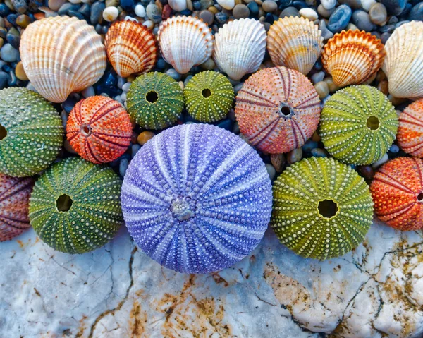 Viarous Colorful Sea Urchins Shells Top View — Stock Photo, Image