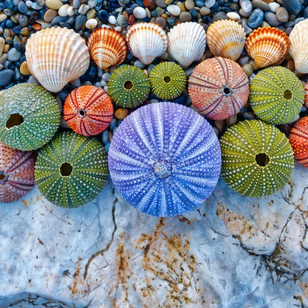 Viarous Colorful Sea Urchins Shells Top View Stock Photo