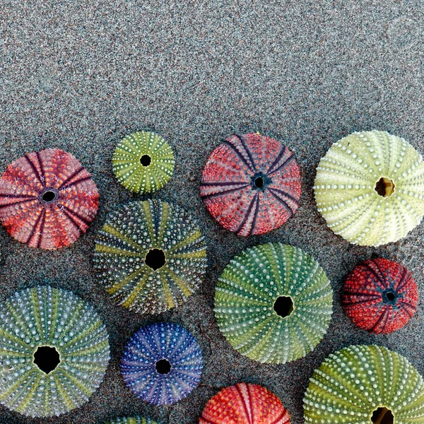 Coquilles Oursin Colorées Vibrantes Sur Plage Sable Sombre Espace Pour — Photo